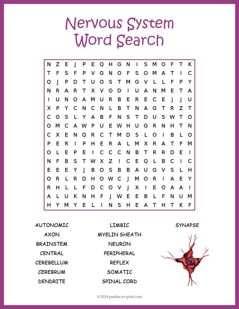 Nervous System Worksheet High School A Word Search Puzzle Featuring Nervous System Vocabulary
