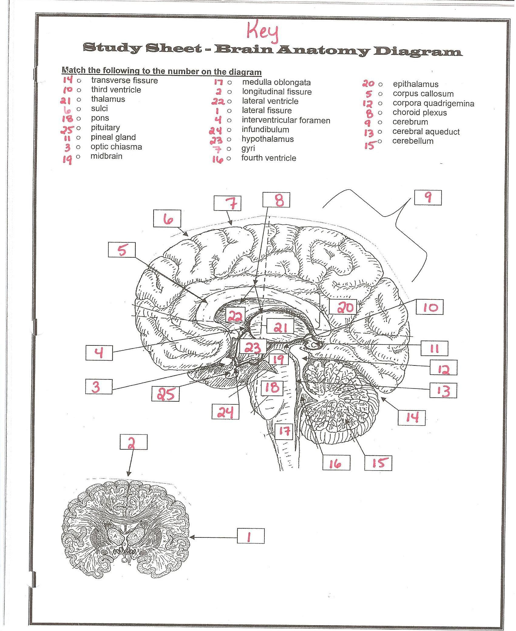 Nervous System Worksheet High School Anatomy the Brain Questions Quiz Answers