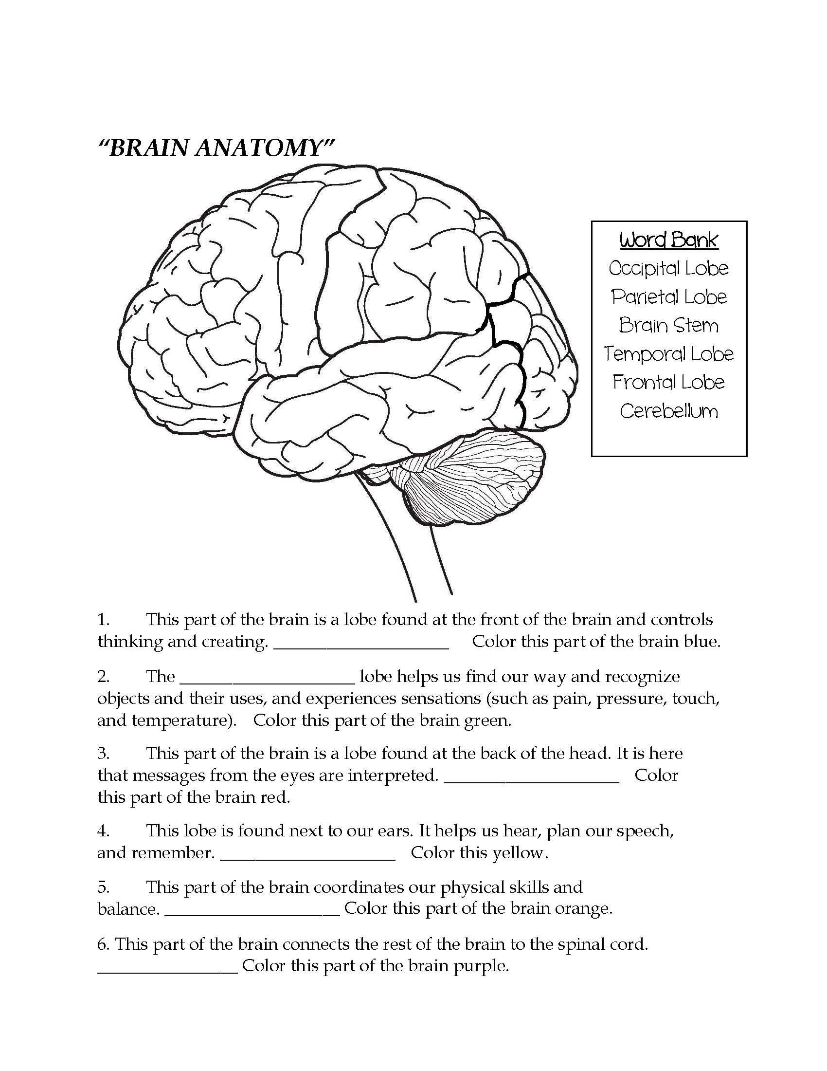 Nervous System Worksheet High School Brain Parts Fill In the Blank &amp; Color