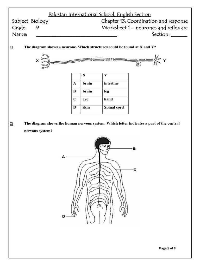 Nervous System Worksheet High School Coordination and Response M C Q Worksheet 1 Grade 9