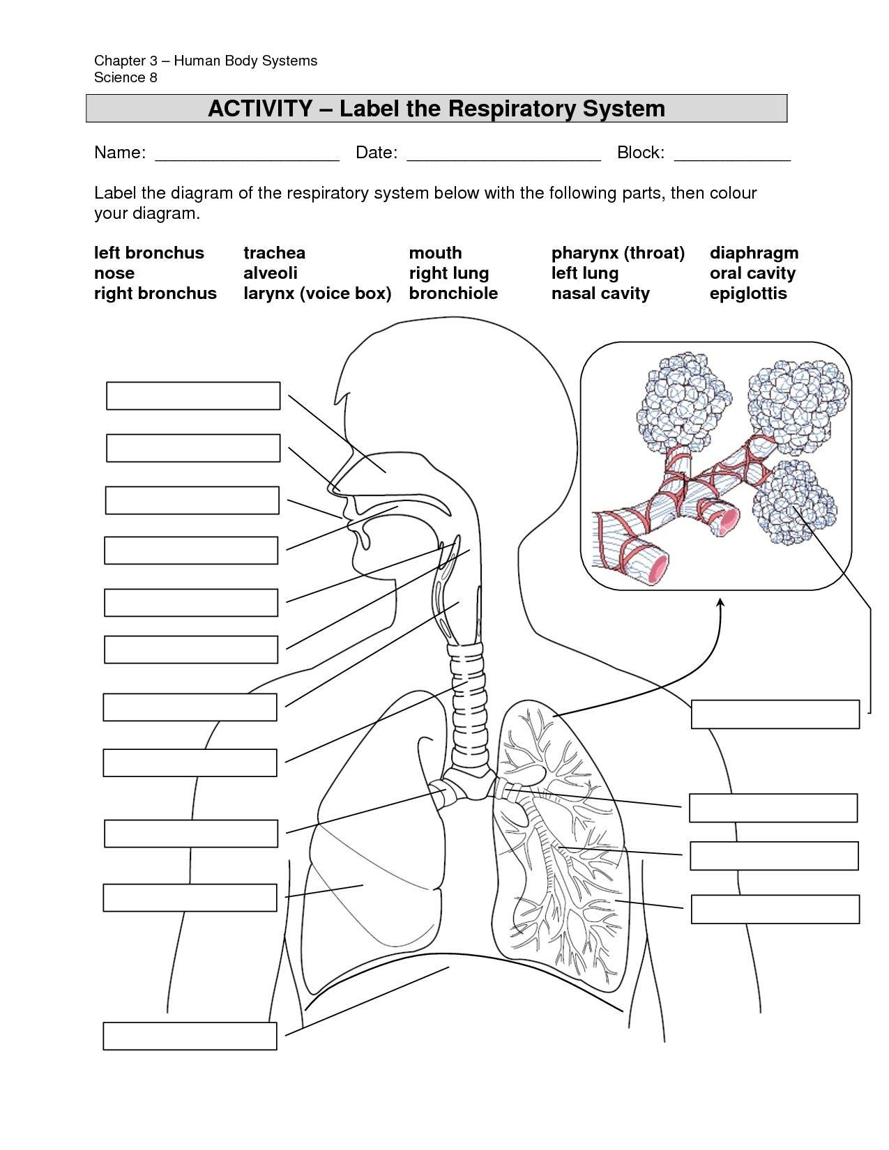 Nervous System Worksheet High School Human Anatomy Respiratory System Quiz