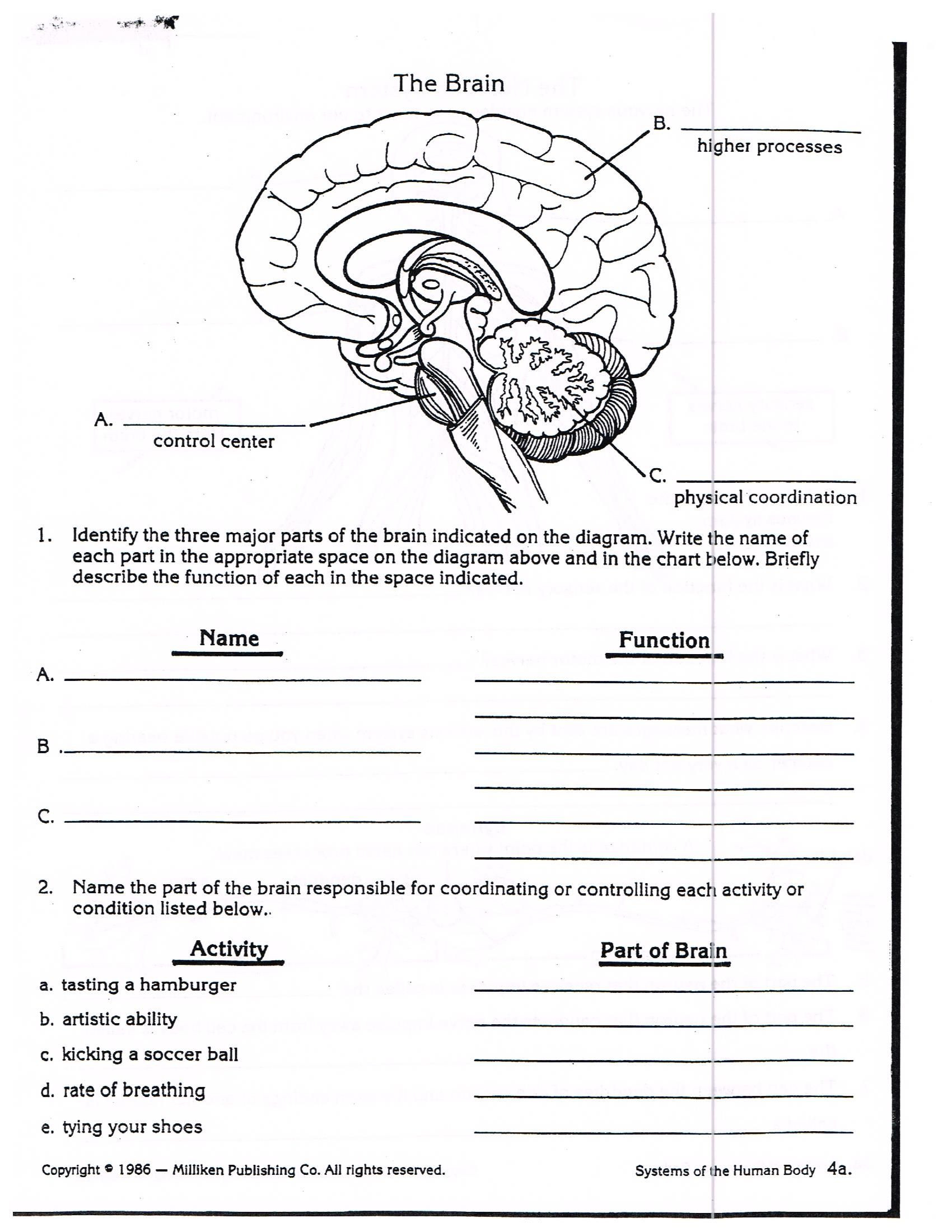 Nervous System Worksheet High School Nervous System Worksheet 3rd Grade