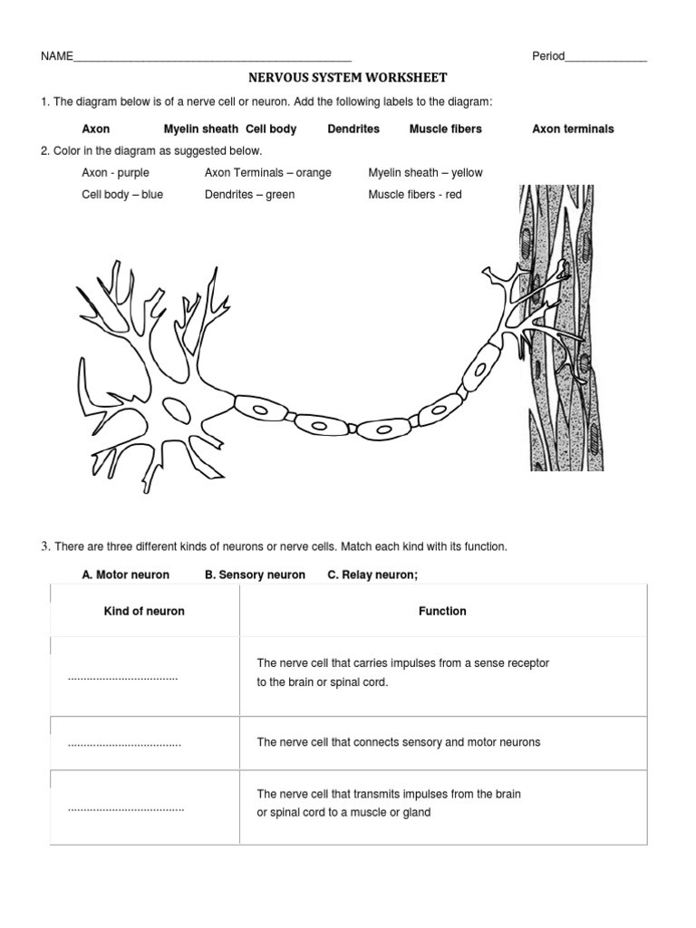 Nervous System Worksheet High School Nervous System Worksheet Neuron