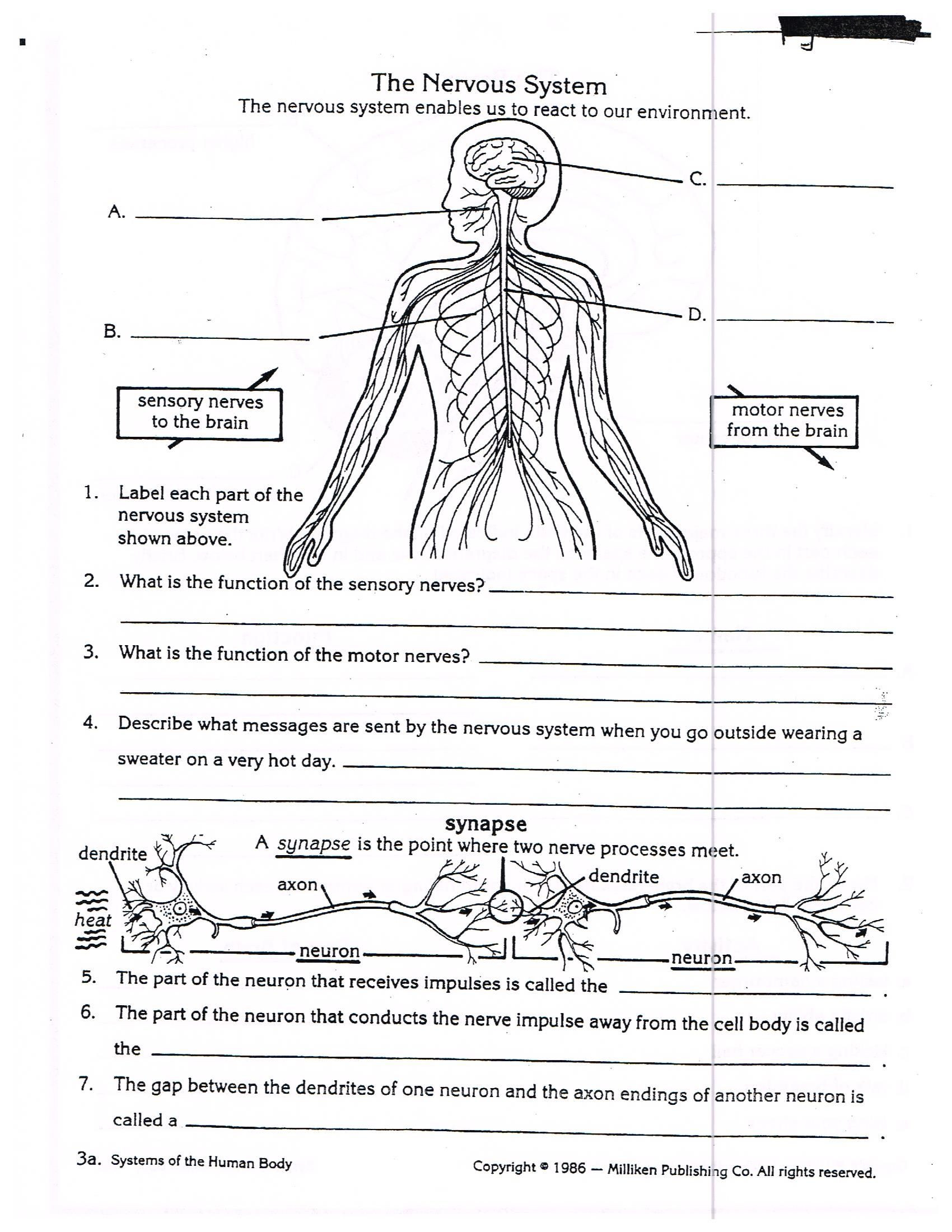 Nervous System Worksheet High School Worksheets Nervous System for Grade 5 Kids