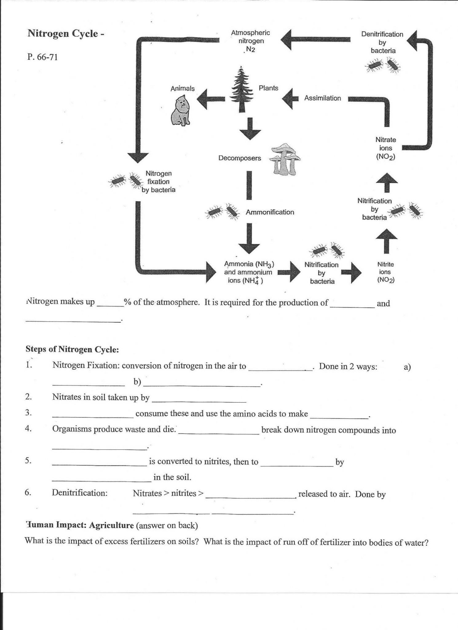 Nutrient Cycles Worksheet Answers Label Nitrogen Cycle Worksheet