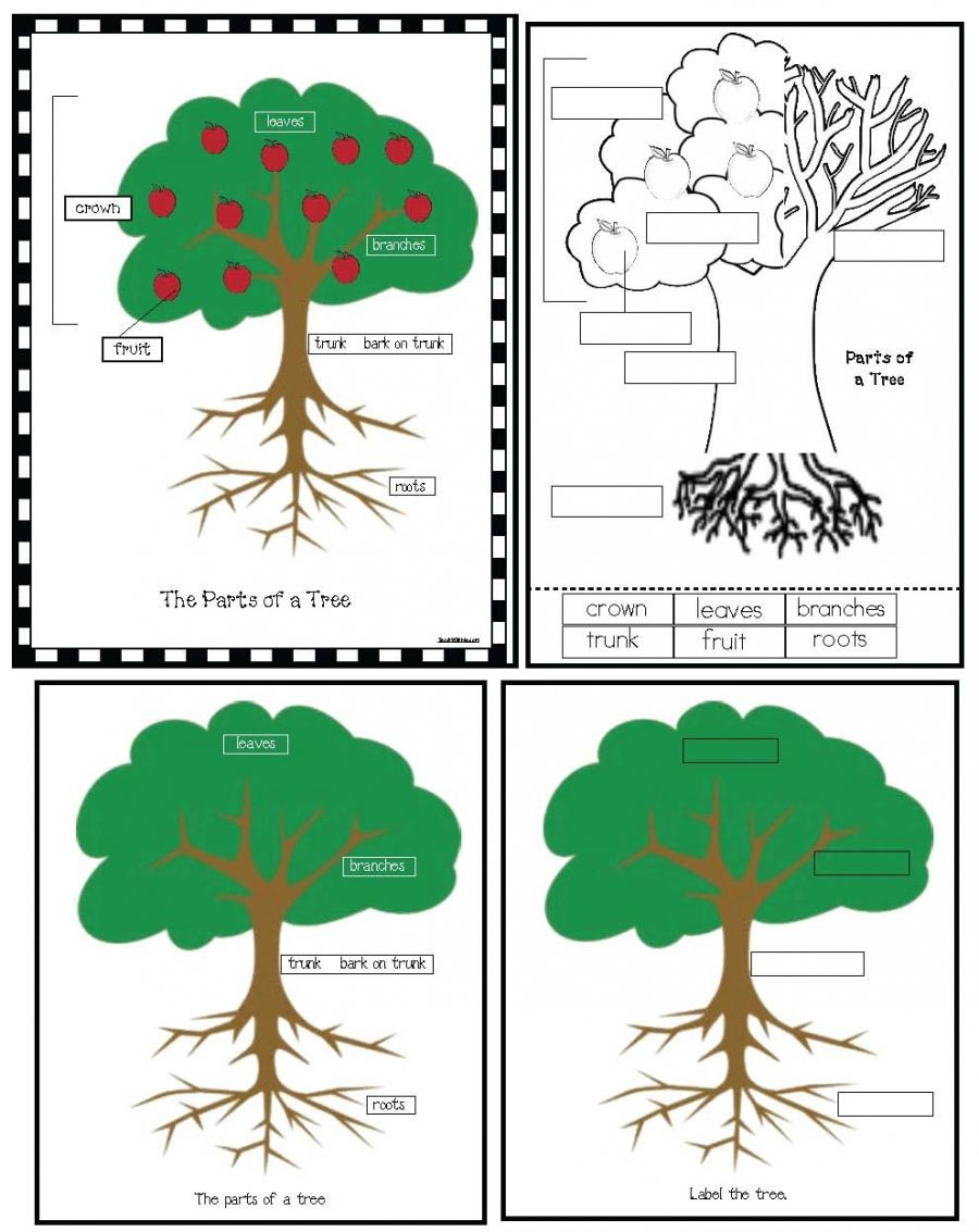 Parts Of An Apple Worksheet Parts A Tree Poster Activity