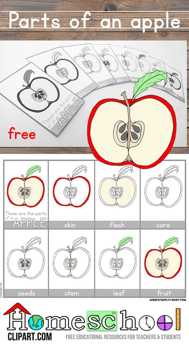 Parts Of An Apple Worksheet Parts Apple Preschool Worksheet Clover Hatunisi