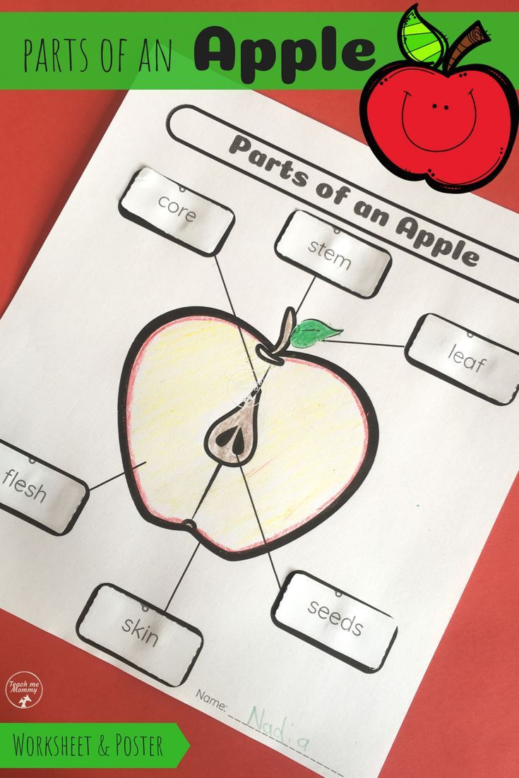 Parts Of An Apple Worksheet Parts Of An Apple Fun Printable Worksheet and Poster for
