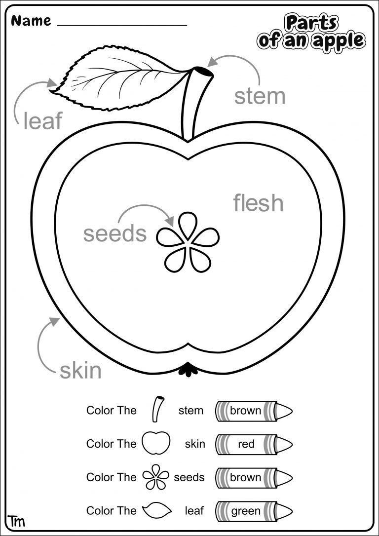 Parts Of An Apple Worksheet Pin On Parts Of Speech Worksheets