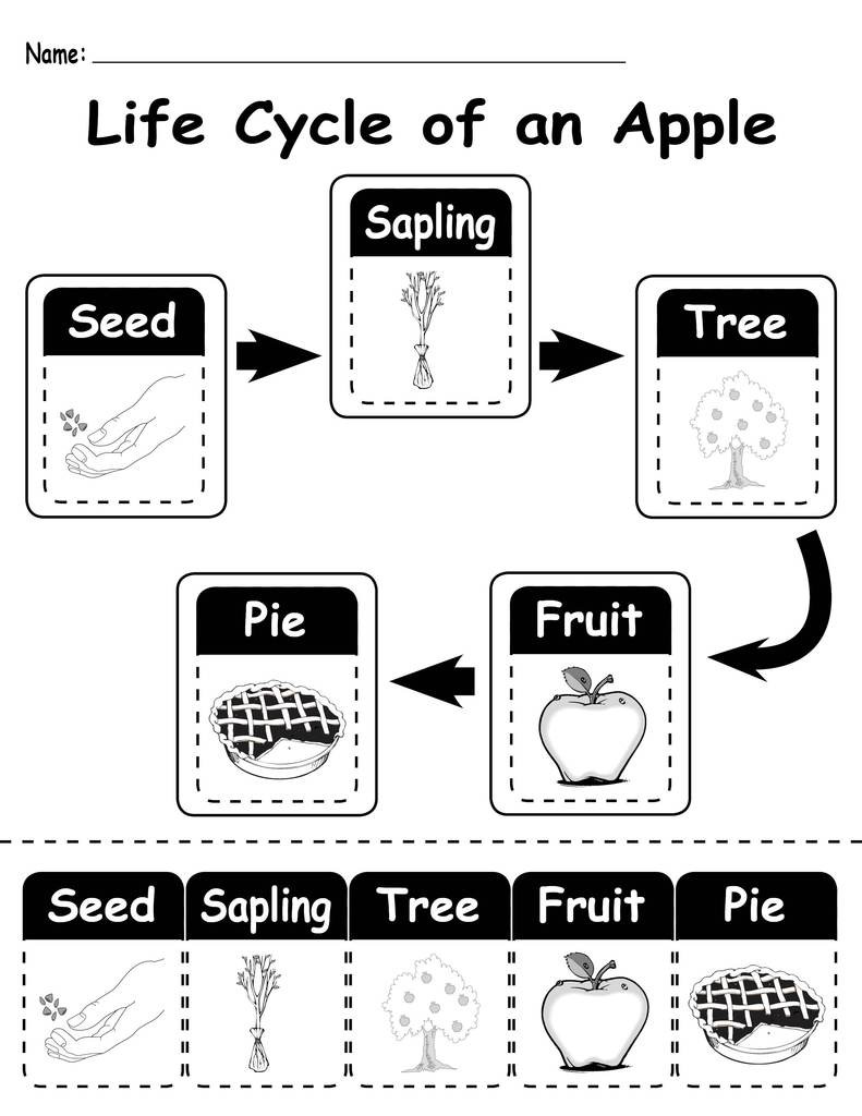 Parts Of An Apple Worksheet &quot;life Cycle Of An Apple&quot; Printable Worksheet