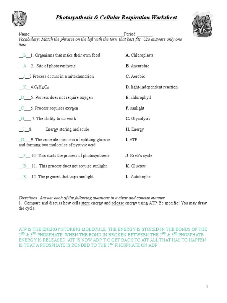 Photosynthesis and Respiration Worksheet 33 Synthesis and Cellular Respiration Worksheet