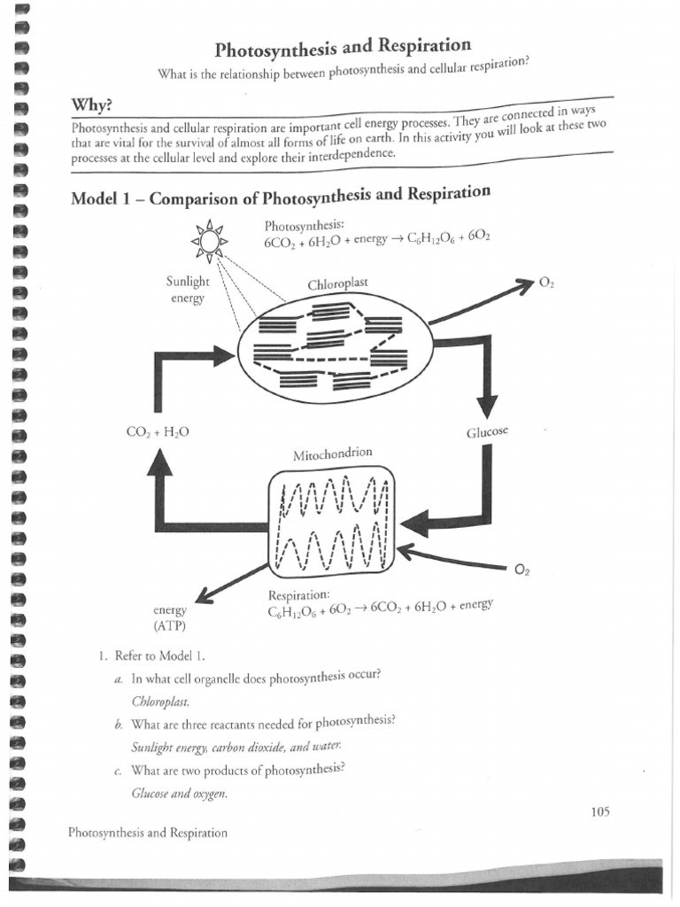 Photosynthesis and Respiration Worksheet Respiration and Synthesis Key