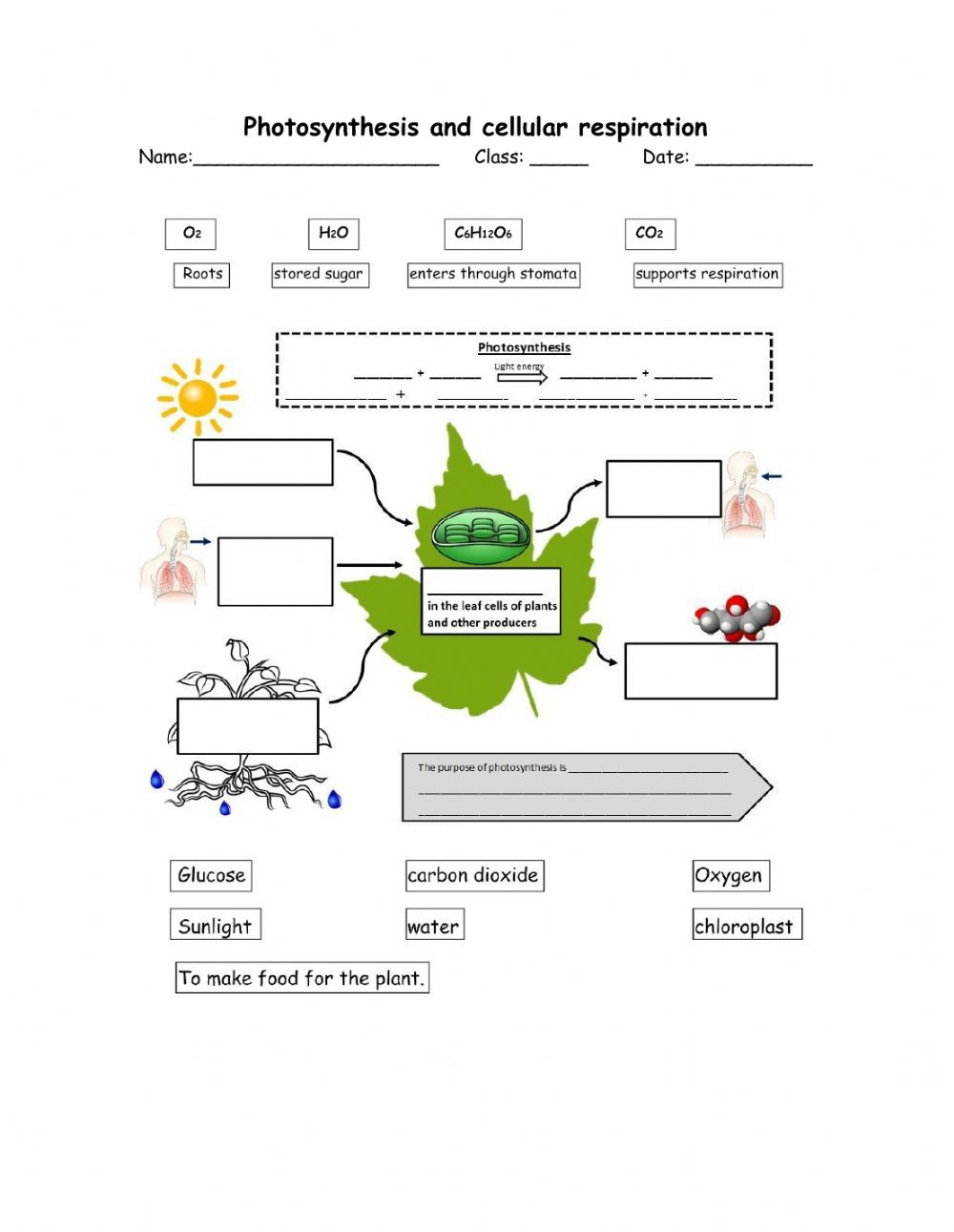 Photosynthesis and Respiration Worksheet Synthesis and Cellular Respiration Interactive Worksheet
