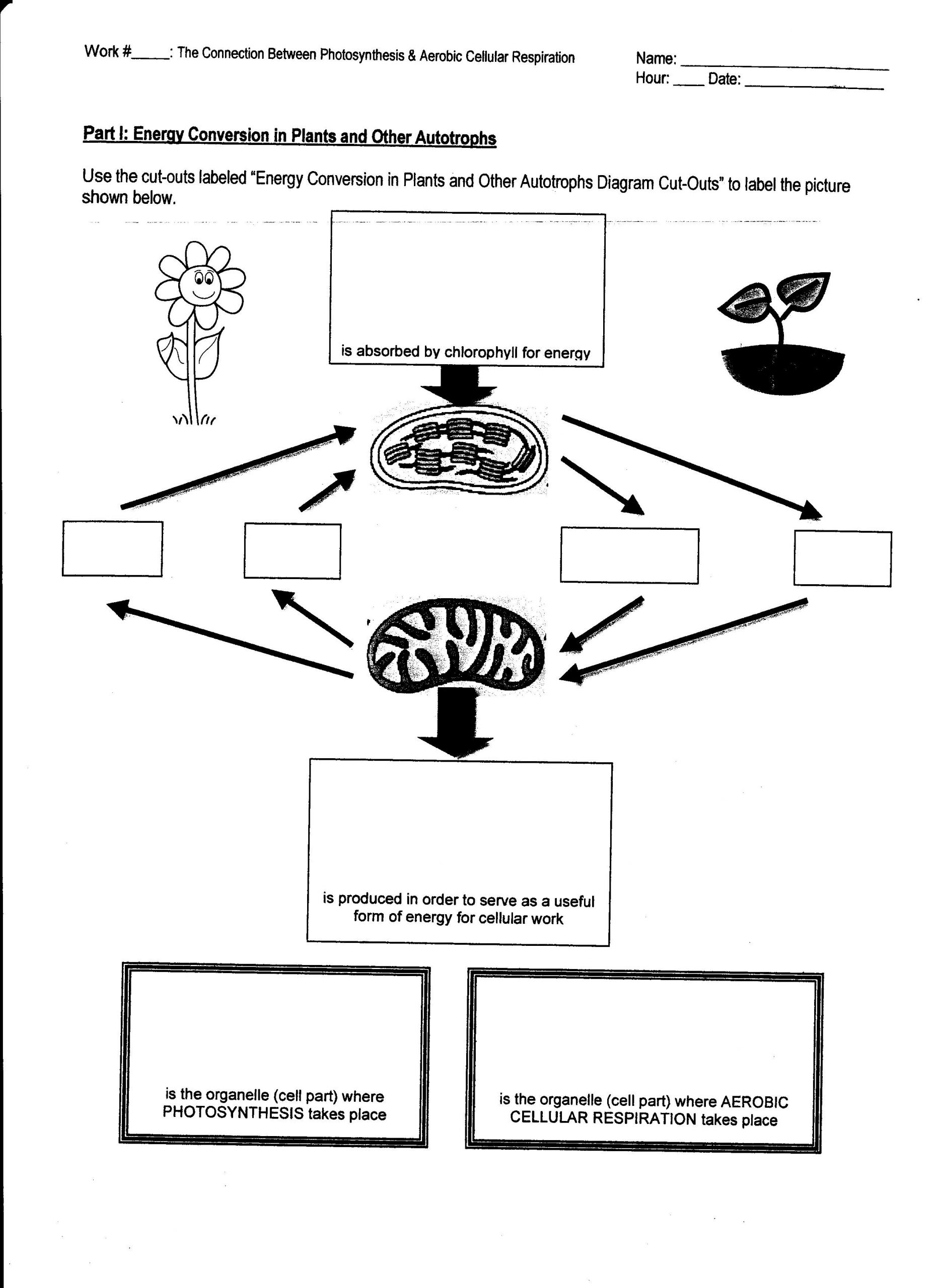 Photosynthesis and Respiration Worksheet Week 15 Synthesis and Respiration