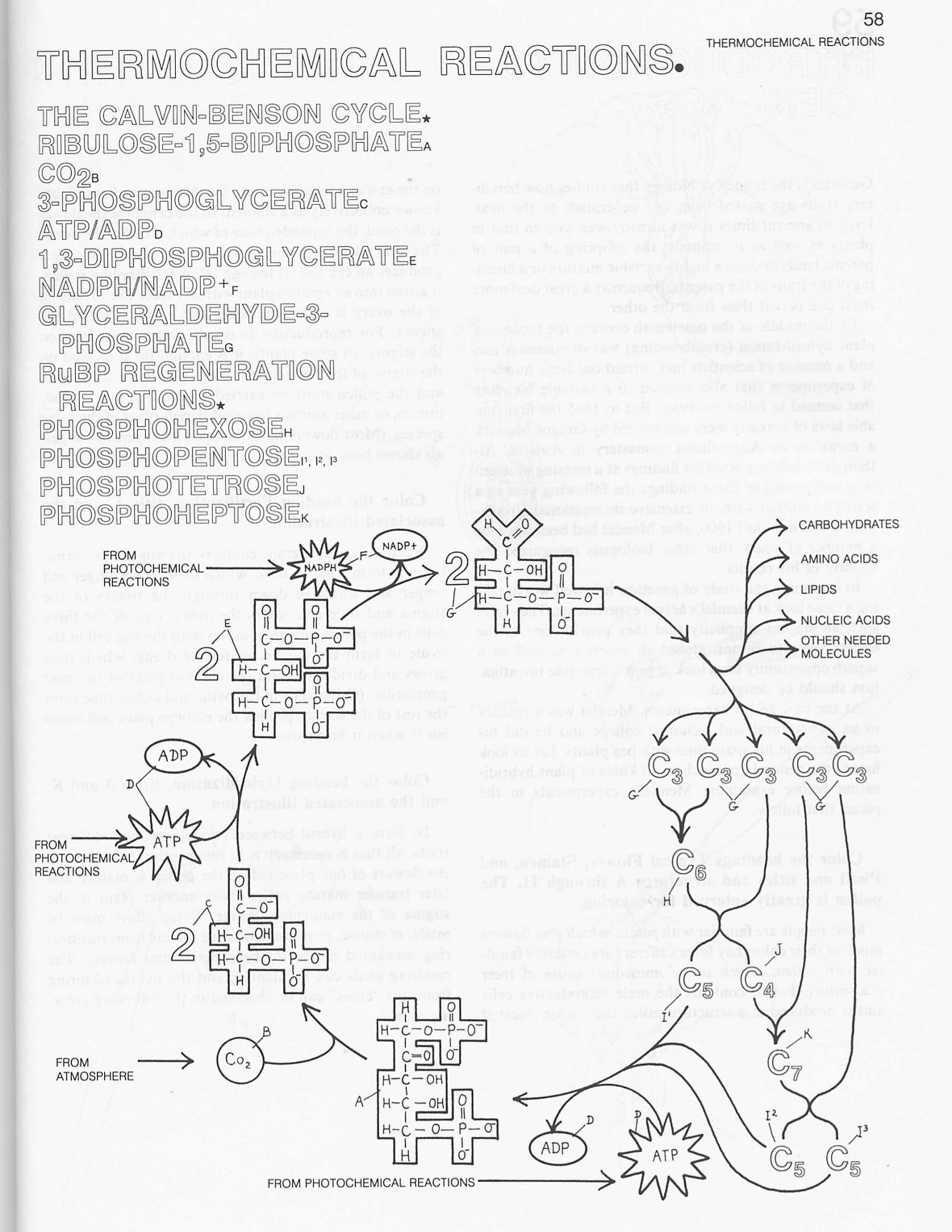Photosynthesis Diagrams Worksheet Answers Calvin Cycle Diagram Worksheet