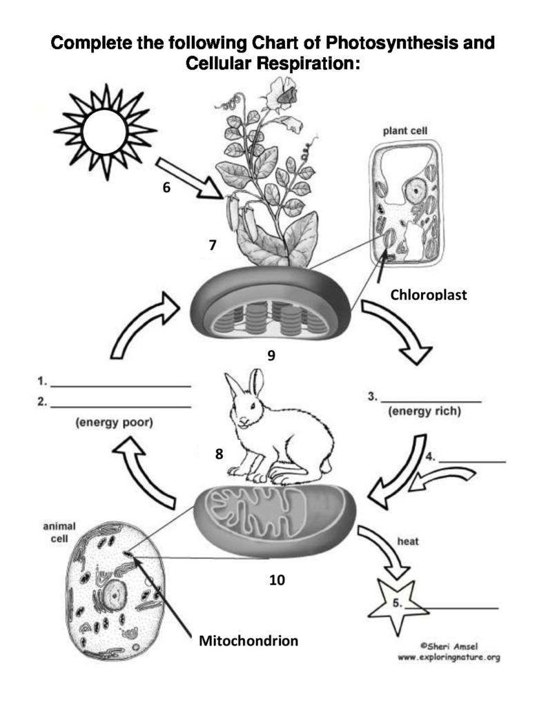 Photosynthesis Diagrams Worksheet Answers Synthesis and Cellular Respiration Cycle Worksheet