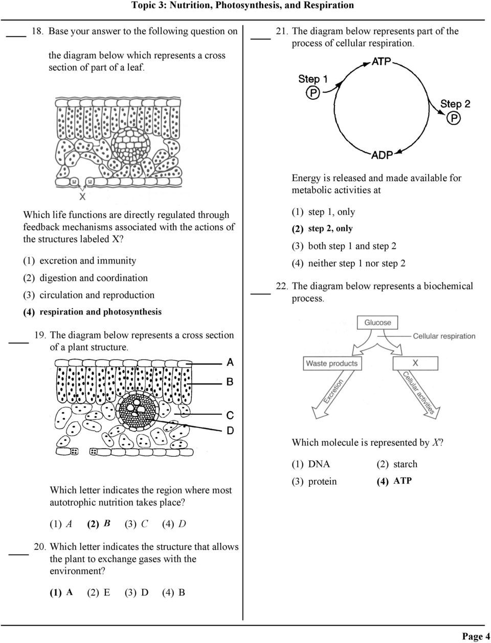 Photosynthesis Diagrams Worksheet Answers topic 3 Nutrition Synthesis and Respiration Pdf