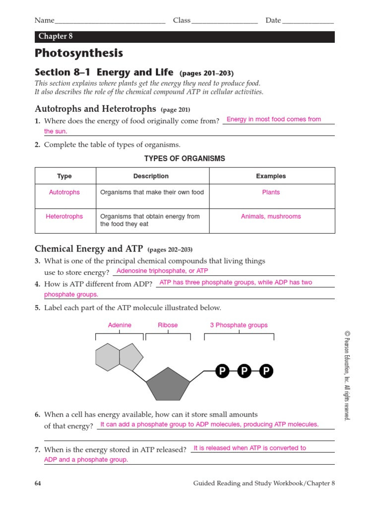 Photosynthesis Worksheet Answer Key Synthesis Answer Key Pdf Synthesis