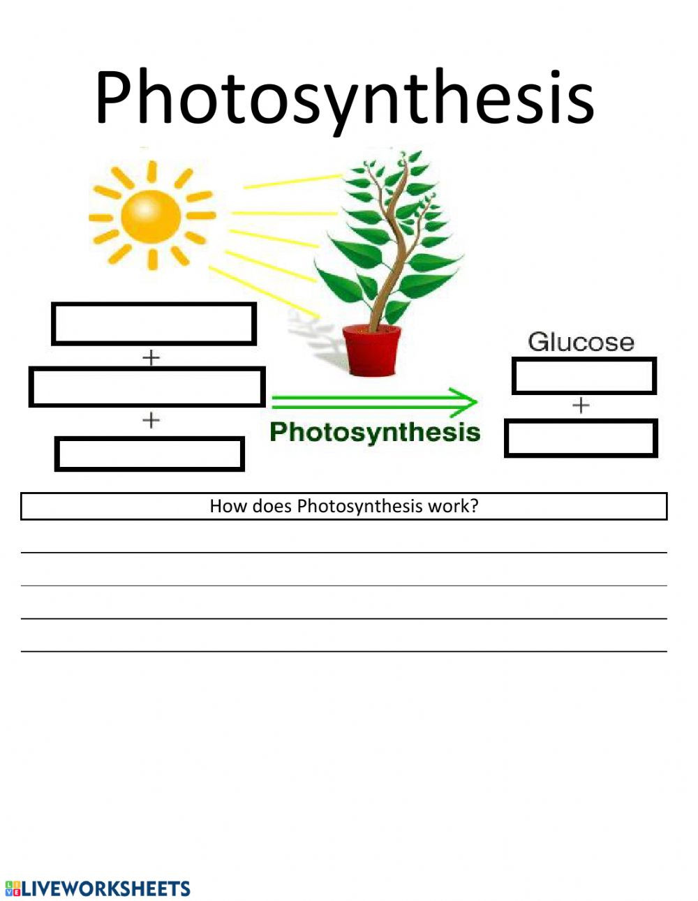 Photosynthesis Worksheet Answer Key Synthesis Worksheet