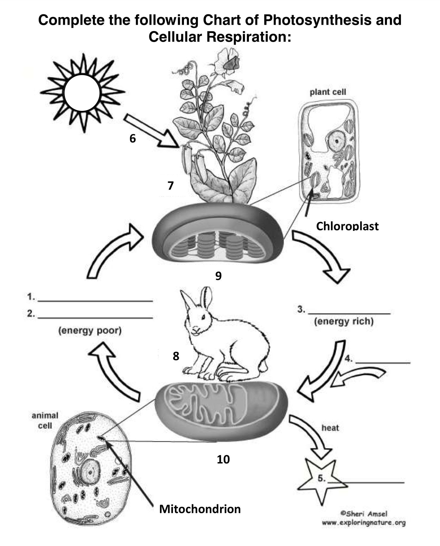 Photosynthesis Worksheet High School Synthesis and Cellular Respiration Worksheet Thursday