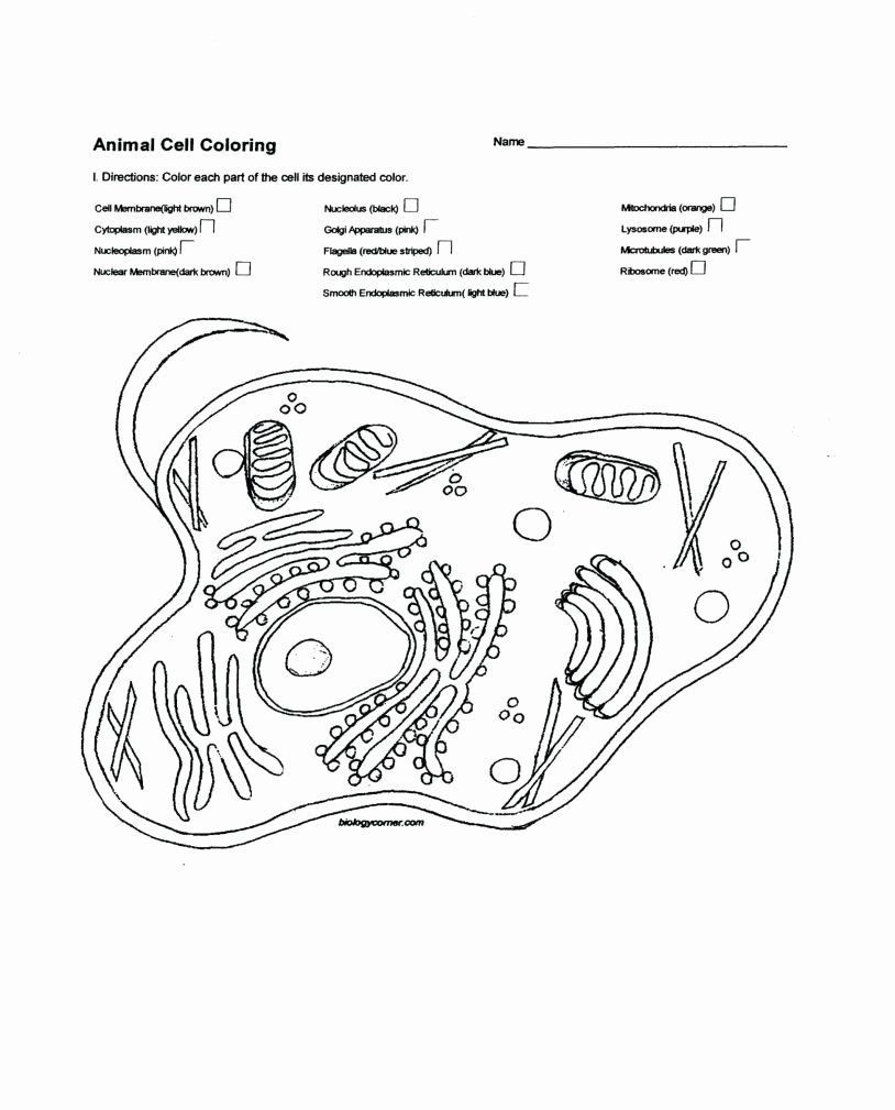 Plant Cell Coloring Worksheet Cell Transport Coloring Worksheet In 2020