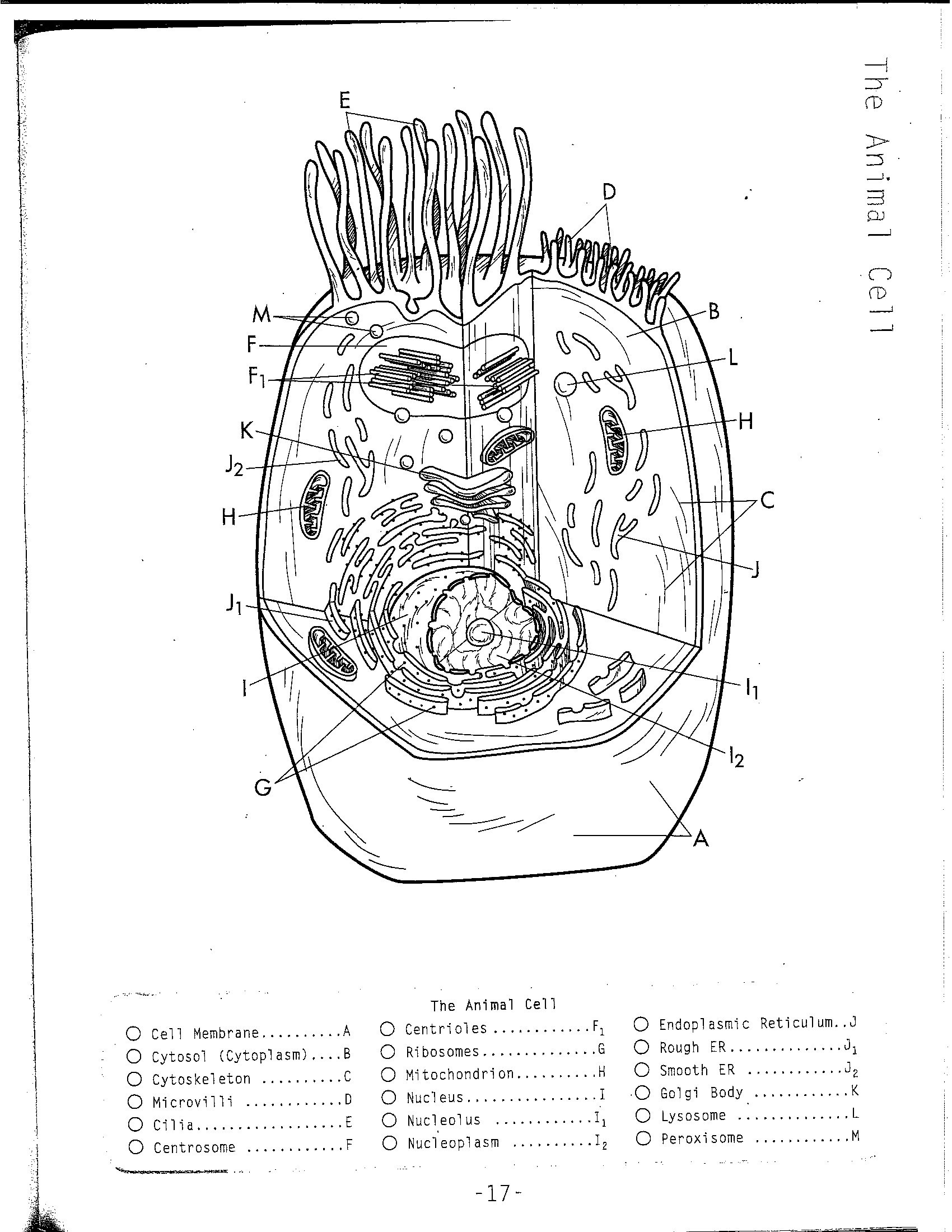 Plant Cell Coloring Worksheet Coloring Animal Cell Coloring Sheet Coloring Pages Best