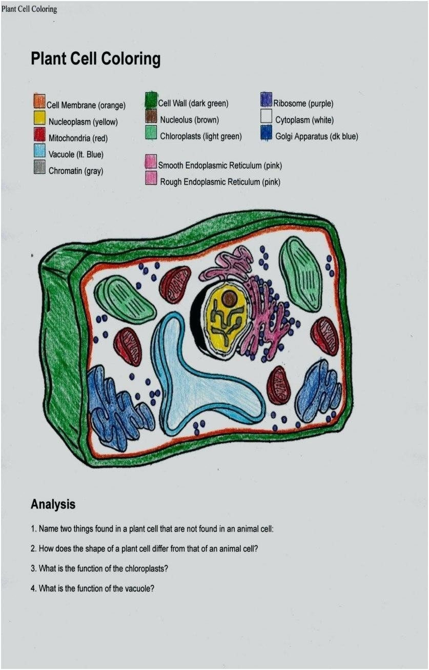 Plant Cell Coloring Worksheet Pin On Printable Coloring Pages Worksheet