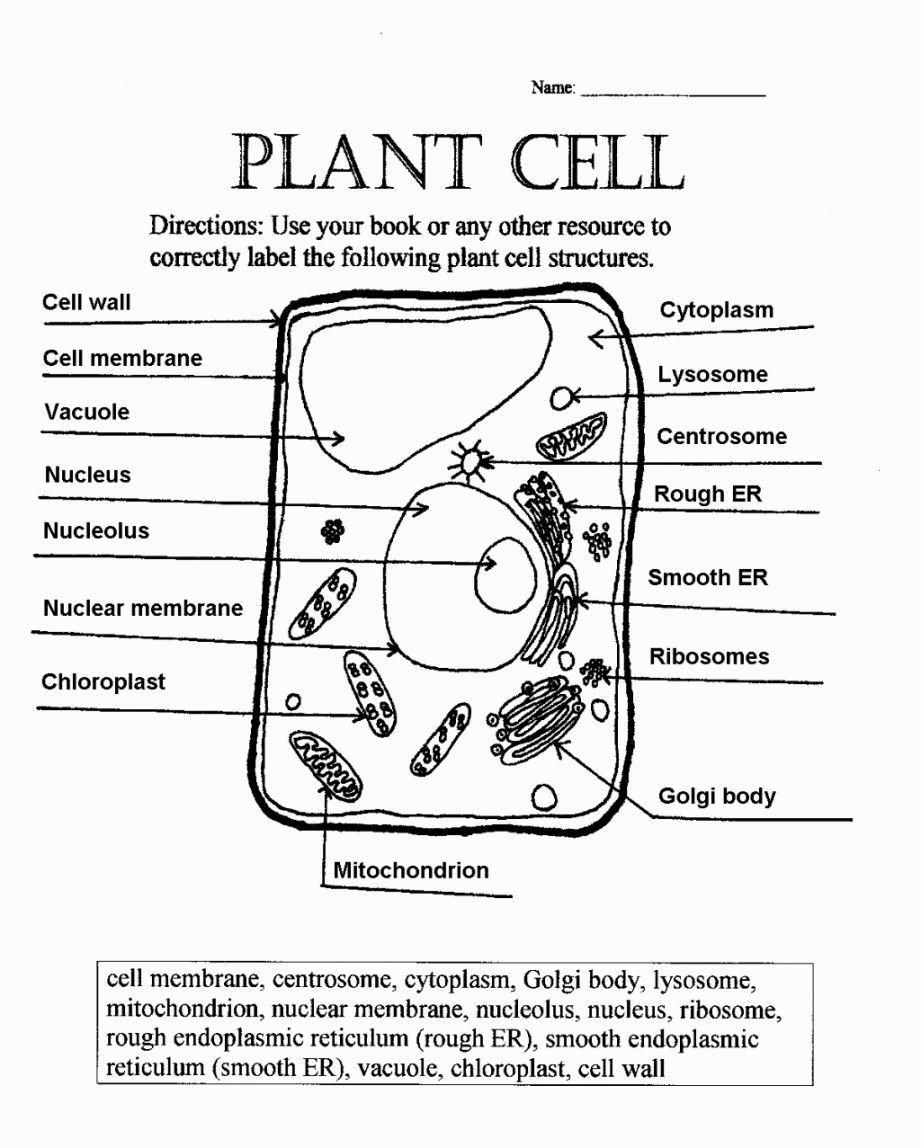 Plant Cell Coloring Worksheet Plant Cell Coloring Diagram