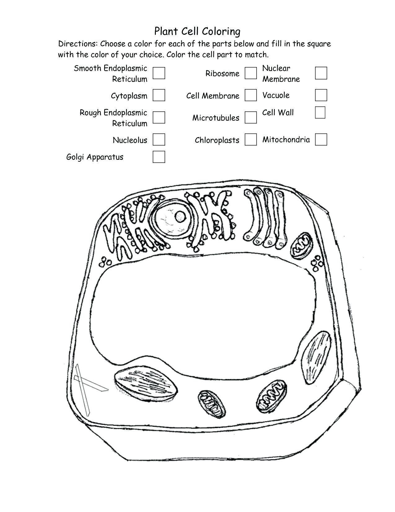 Plant Cell Coloring Worksheet Plant Cell Coloring Key Inspirational Plant Diagram Coloring