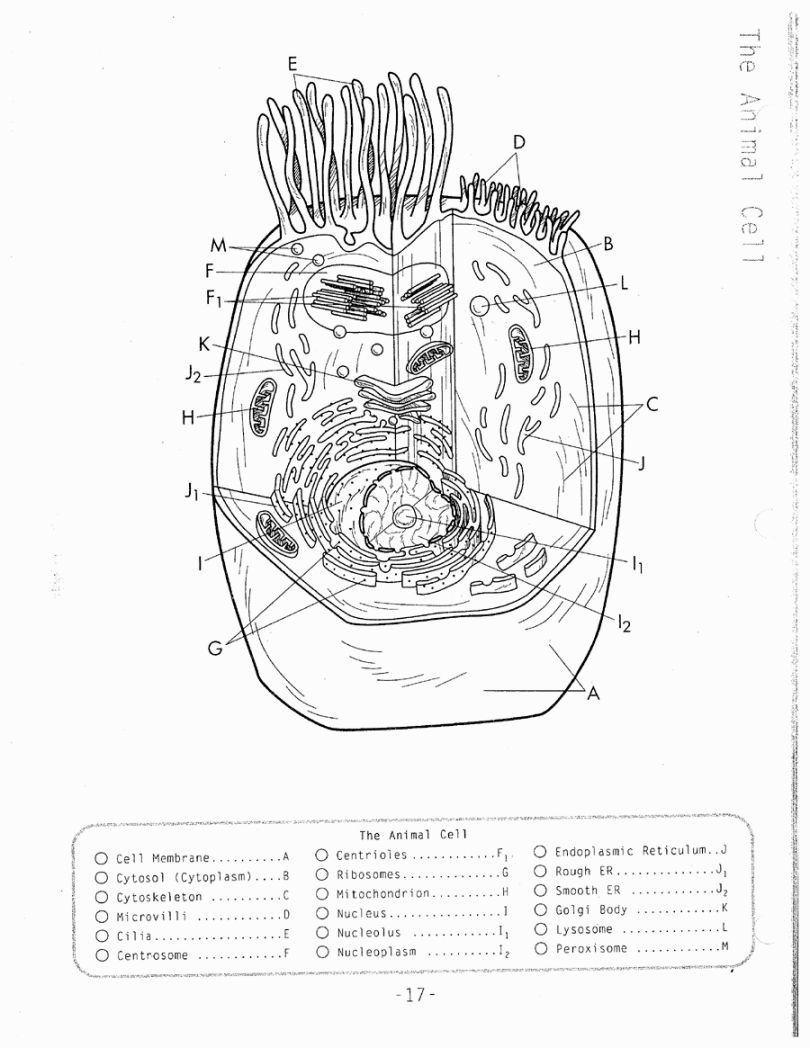 Plant Cell Coloring Worksheet Plant Cell Coloring Page Coloring Home