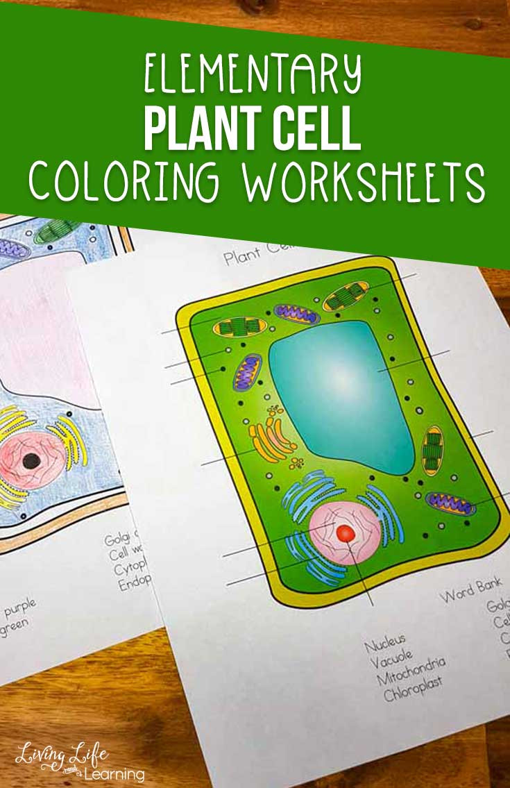 Plant Cell Coloring Worksheet Plant Cell Coloring Worksheet