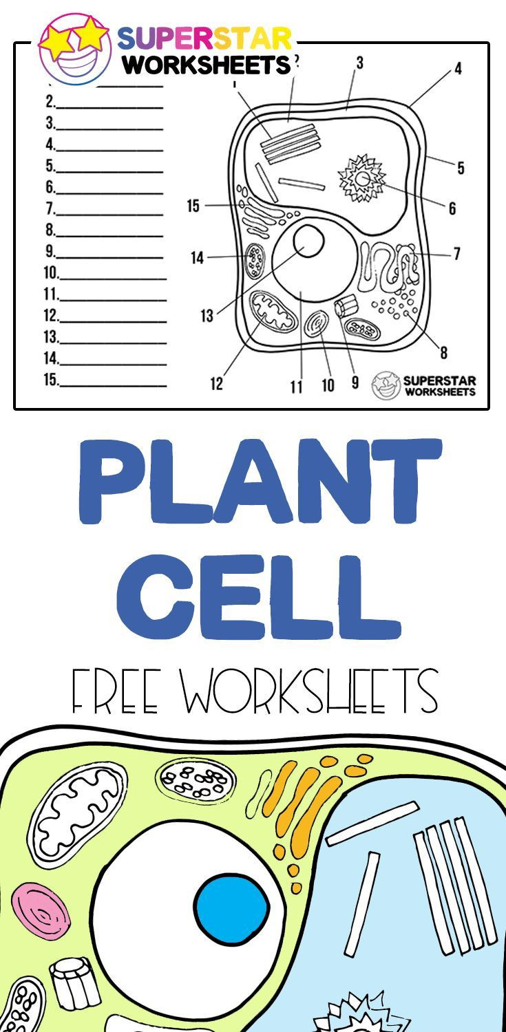 Plant Cell Coloring Worksheet Plant Cell Worksheets In 2020