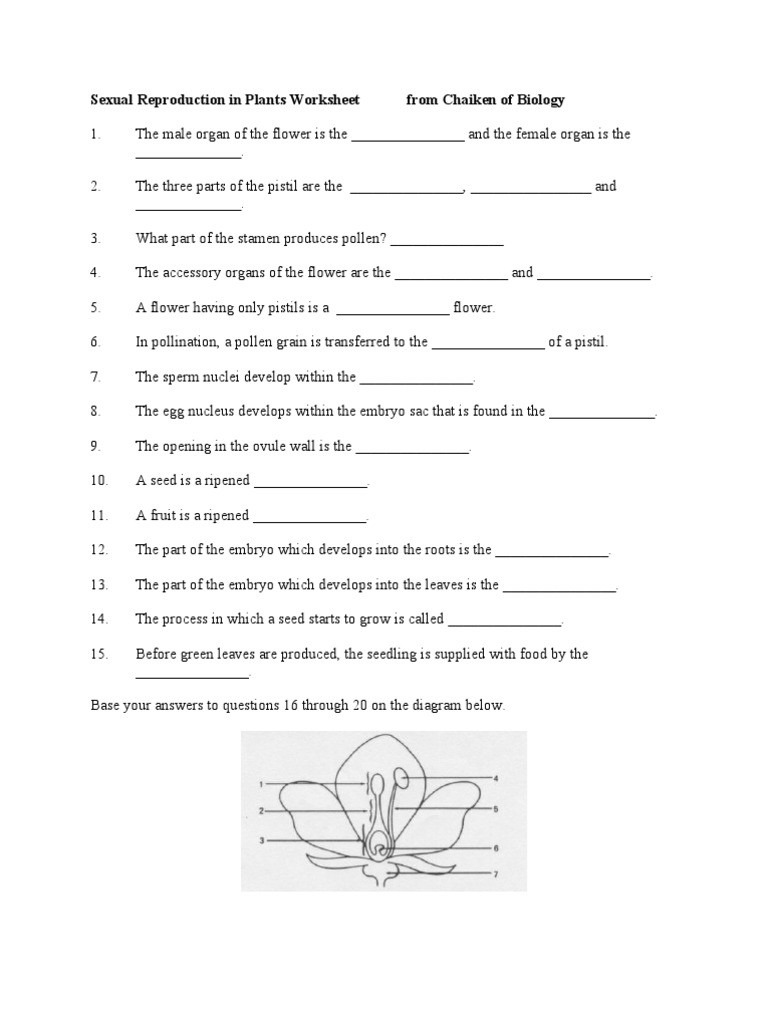 Plant Reproduction Worksheet Answers Plant Flower and Seed Worksheet Seed