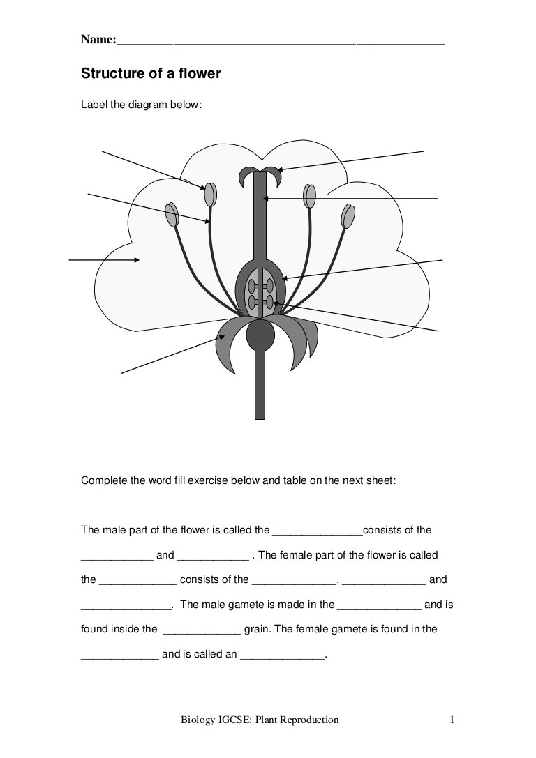 Plant Reproduction Worksheet Answers Plant Reproduction Worksheet