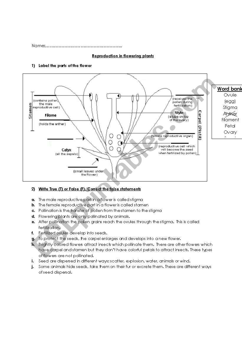 Plant Reproduction Worksheet Answers Reproduction In Flowering Plants Worksheet 1 Esl Worksheet