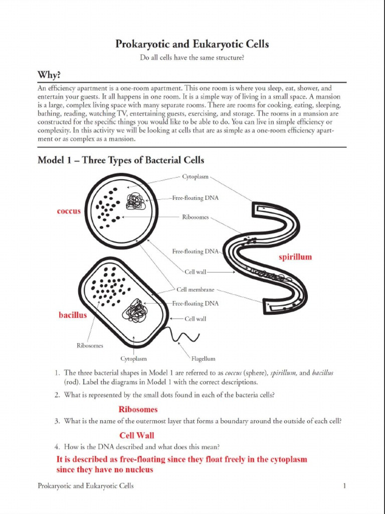 Prokaryotes Vs Eukaryotes Worksheet Prokaryotic and Eukaryotic Cells