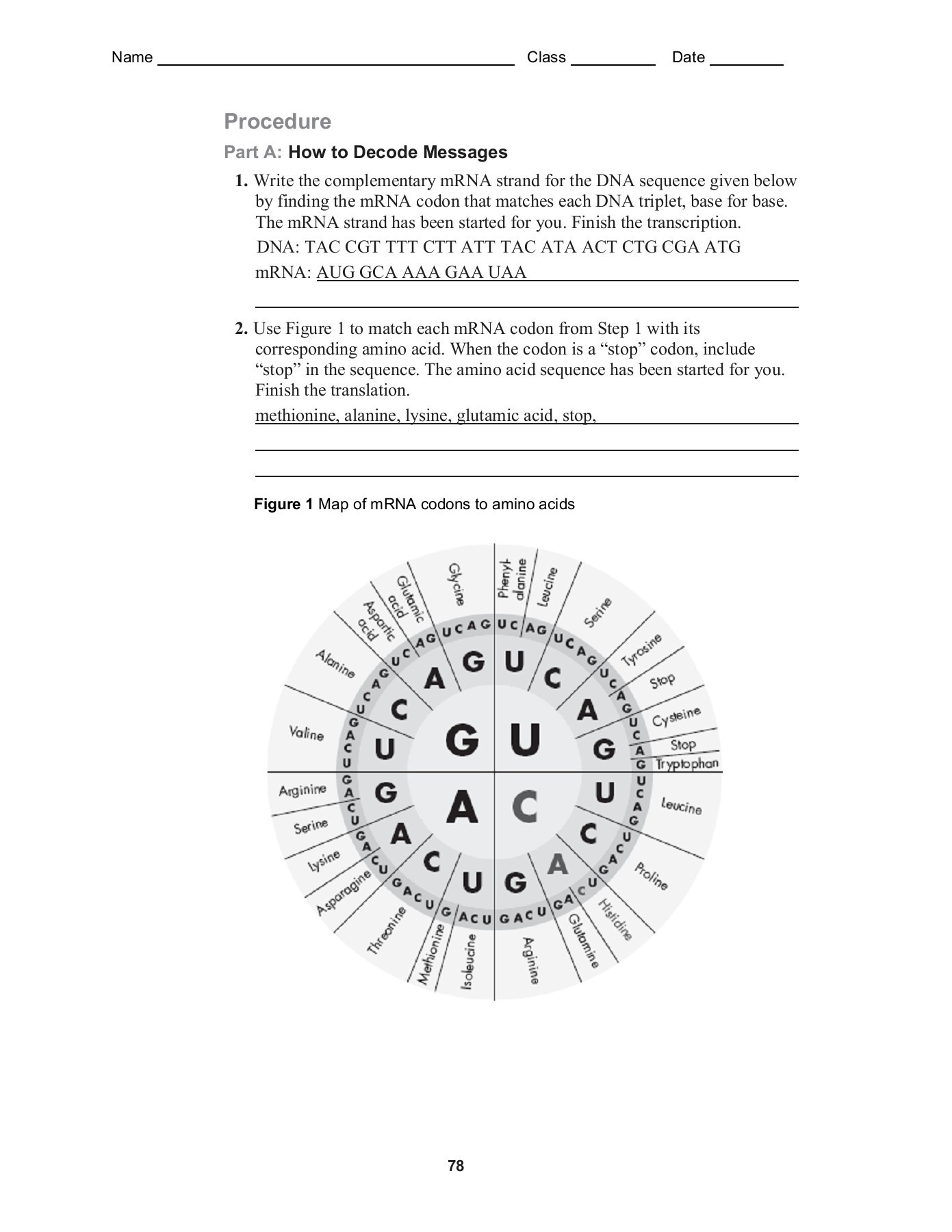 Protein Synthesis Practice Worksheet Guided Inquiry Skills Lab Chapter 13 Lab From Dna to