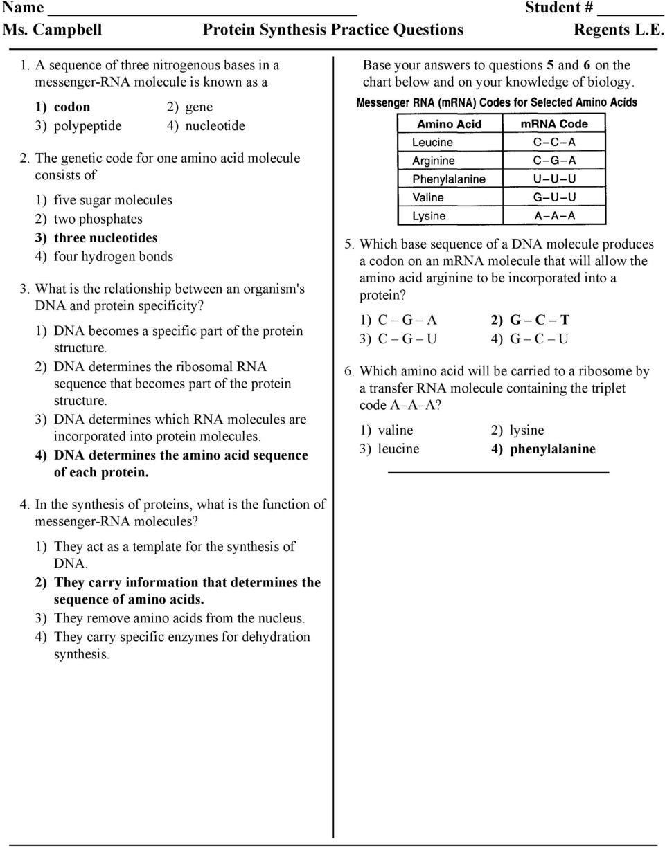 Protein Synthesis Practice Worksheet Ms Campbell Protein Synthesis Practice Questions Regents