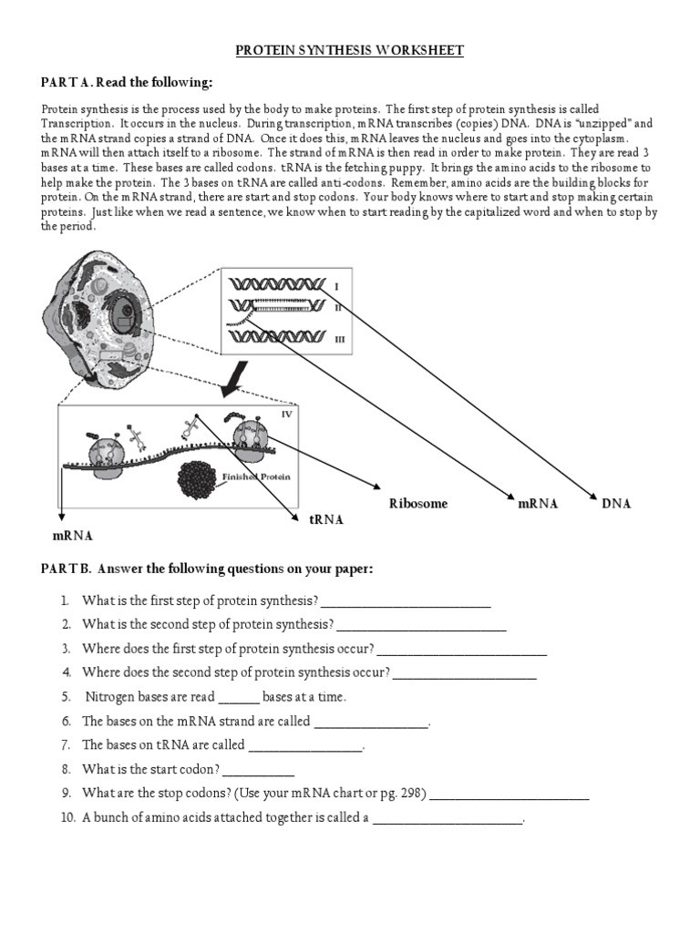 Protein Synthesis Practice Worksheet Protein Synthesis Ws Translation Biology