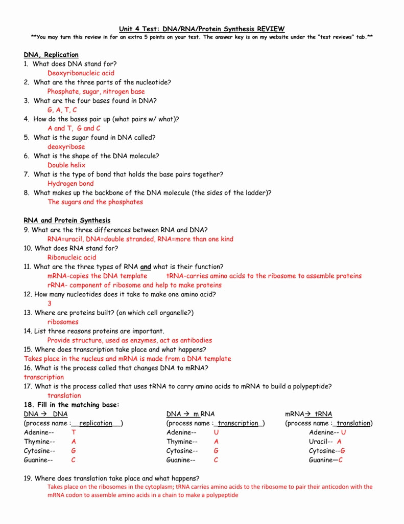Protein Synthesis Review Worksheet Answers 33 Protein Synthesis Worksheet Answers Part A Worksheet