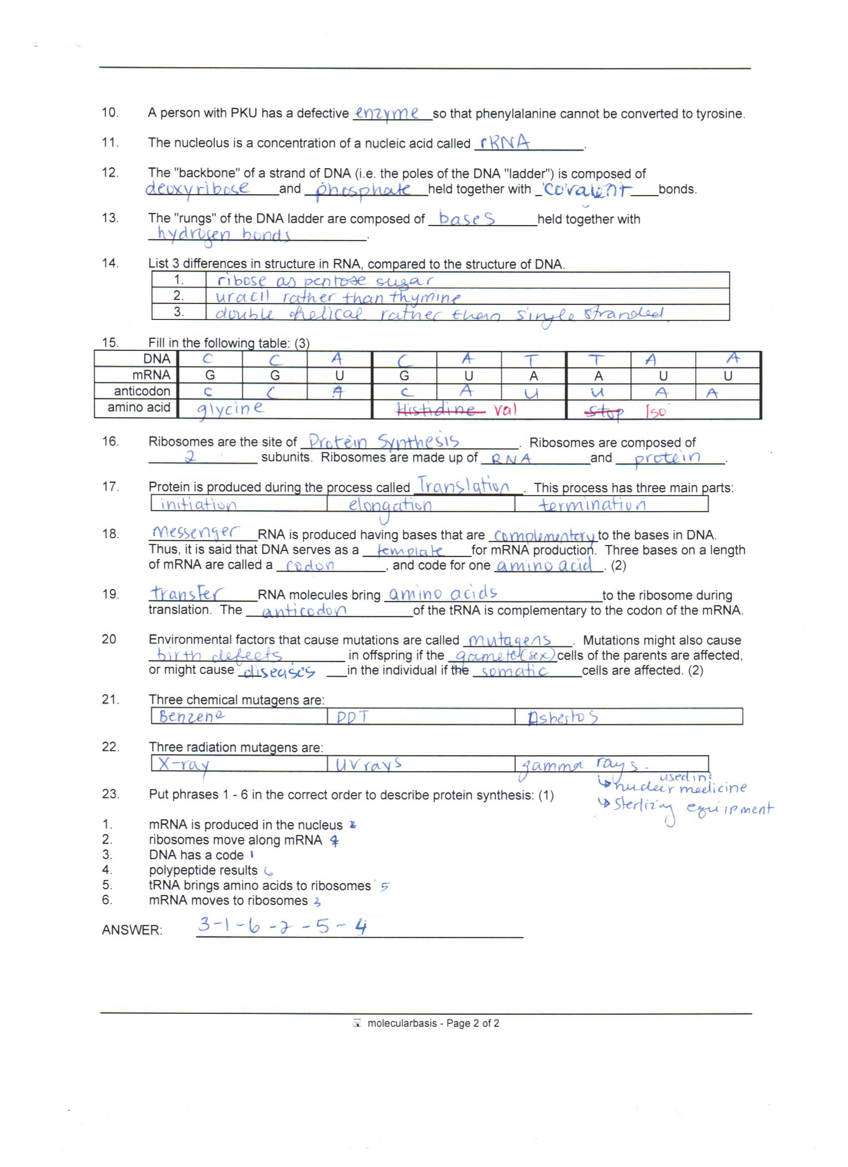 Protein Synthesis Review Worksheet Answers Answer Key Dna Protein Synthesis and Mutations Review
