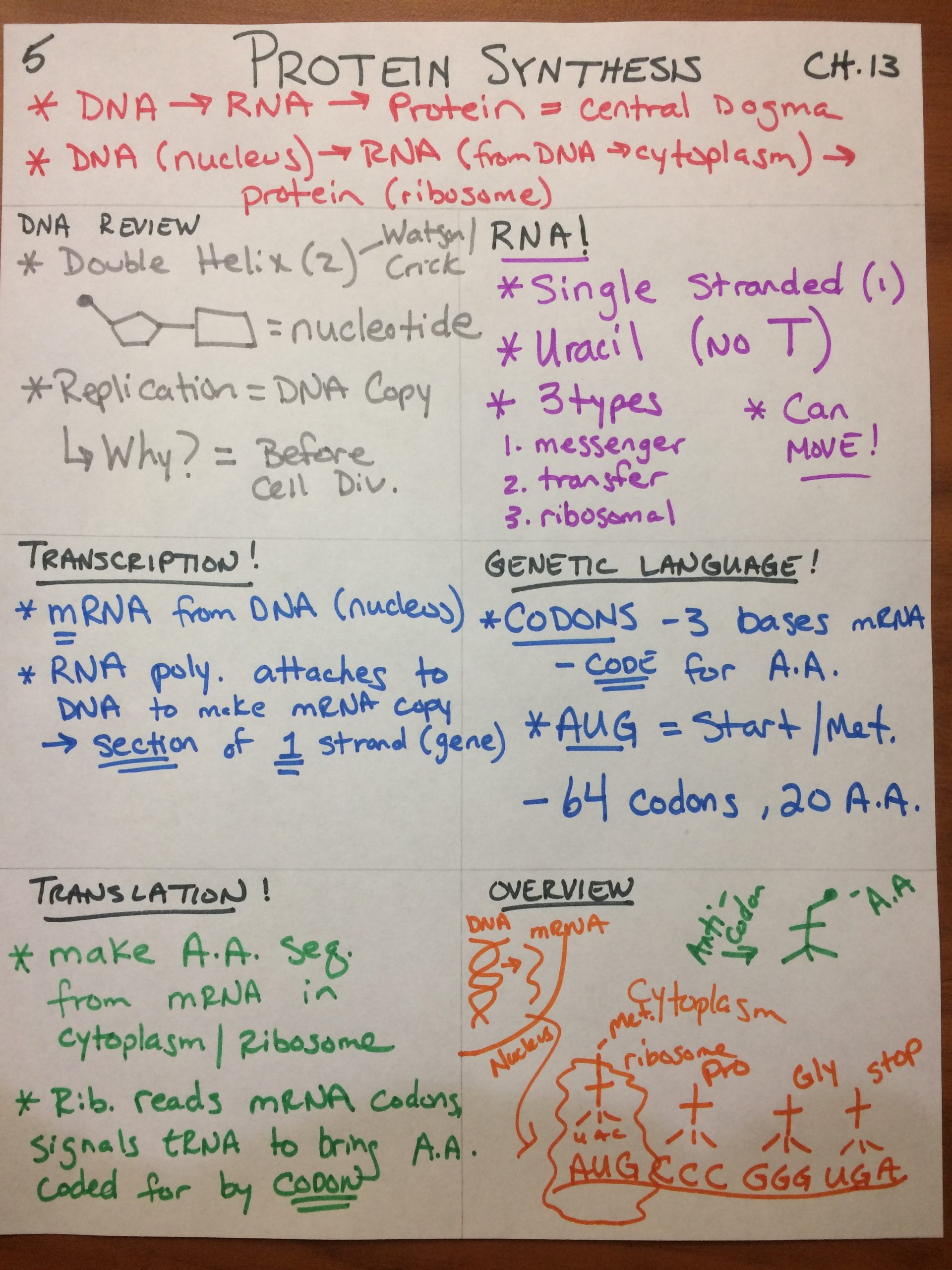 Protein Synthesis Review Worksheet Answers Pap Dna and Protein Synthesis Flashes Biology
