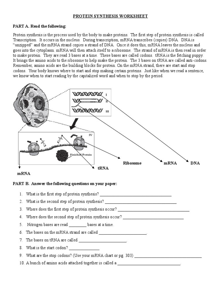Protein Synthesis Review Worksheet Answers Protein Synthesis Worksheet 2018