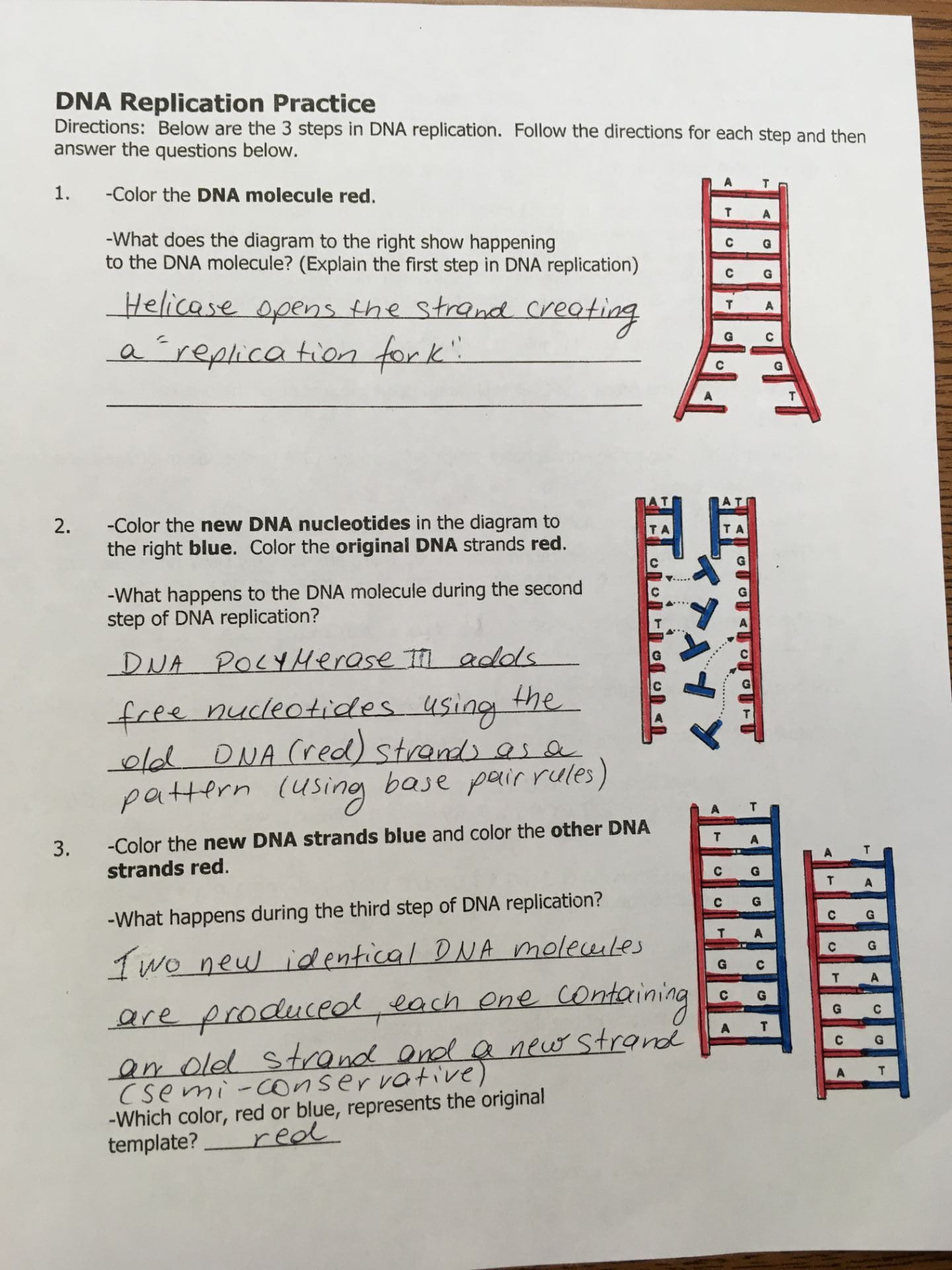 Protein Synthesis Review Worksheet Answers Unit 5 Honbio