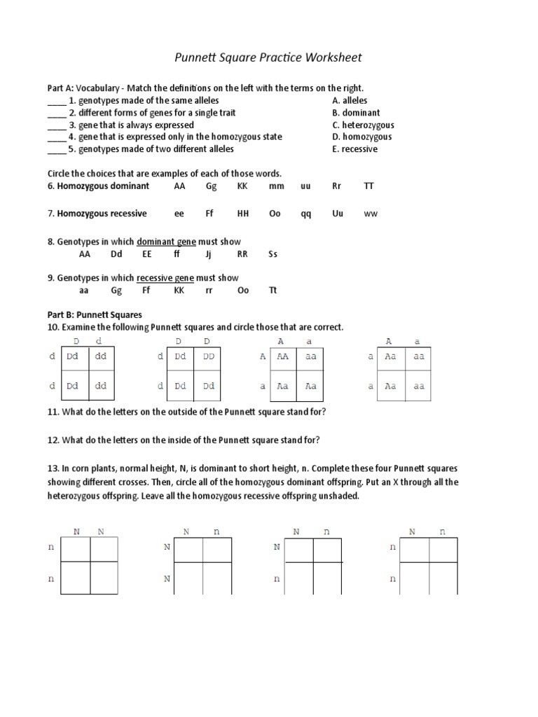 Punnett Square Practice Worksheet Answers 4 Punnett Square Practice Worksheet Review