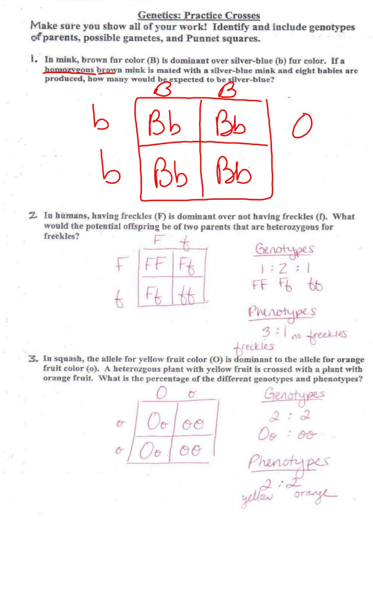 Punnett Square Practice Worksheet Answers Genetic Review for Test