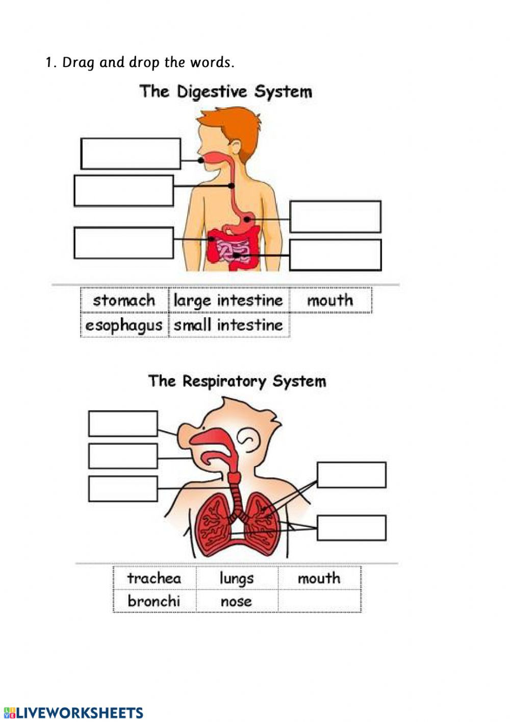 Respiratory System Worksheet Pdf Digestive and Respiratory System Interactive Worksheet