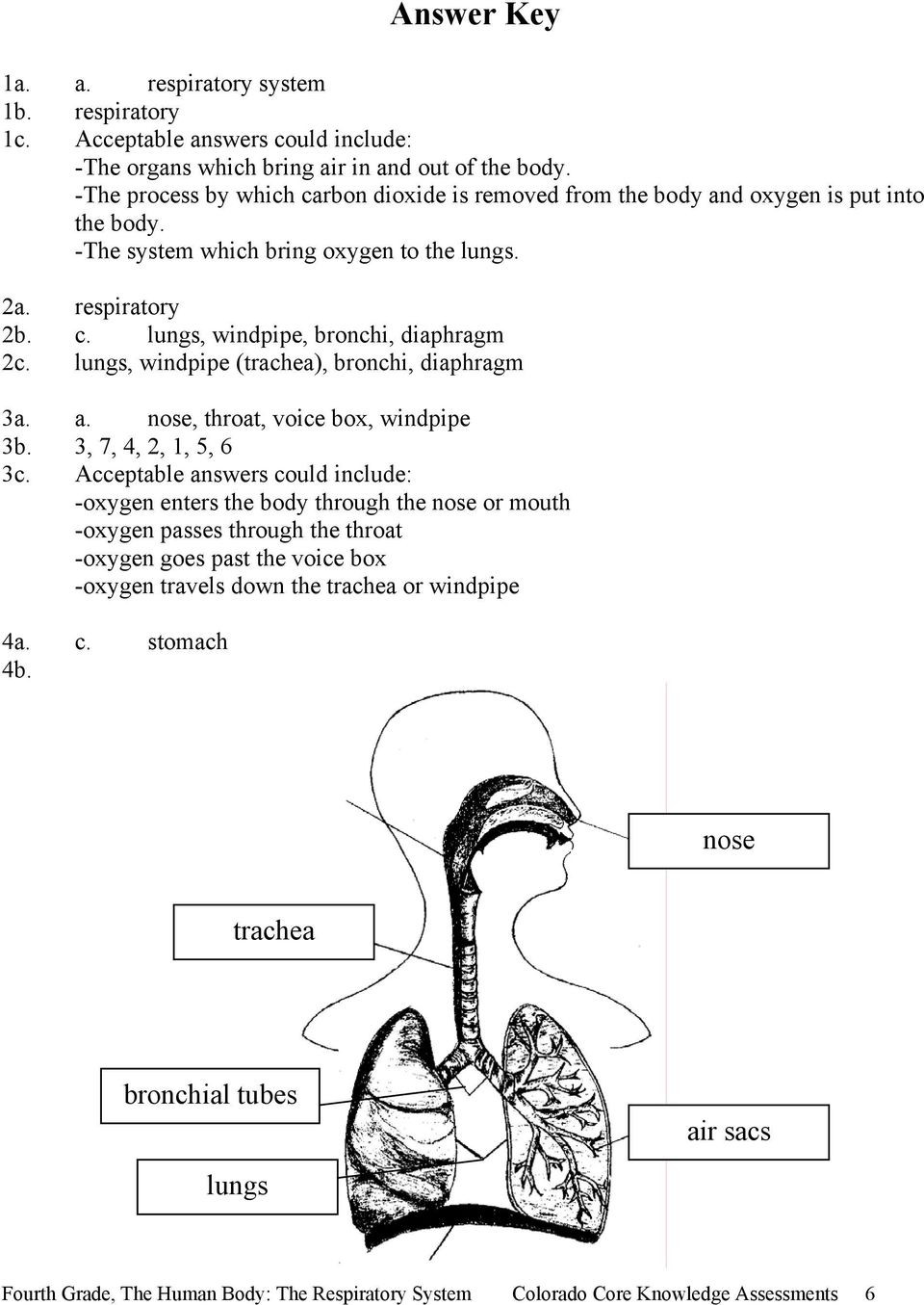 Respiratory System Worksheet Pdf Fourth Grade the Human Body the Respiratory System