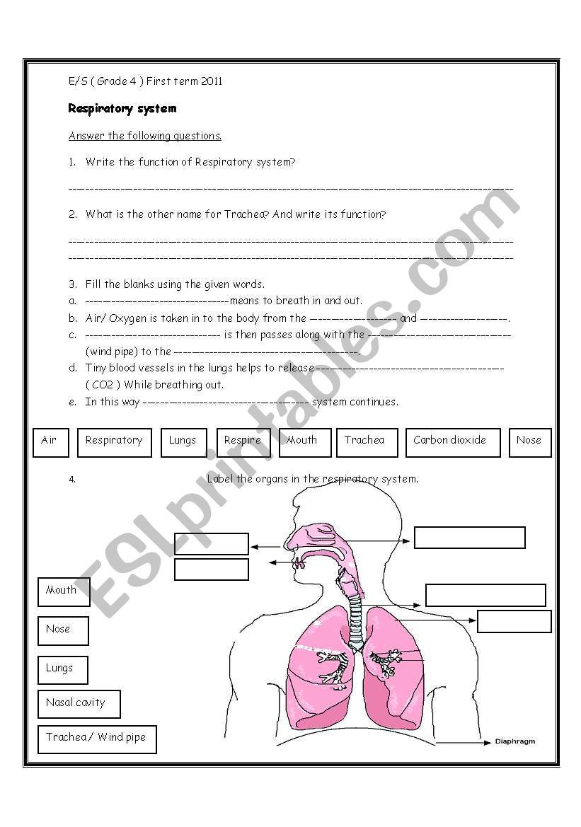 Respiratory System Worksheet Pdf Respiratory System Esl Worksheet by Ihusan
