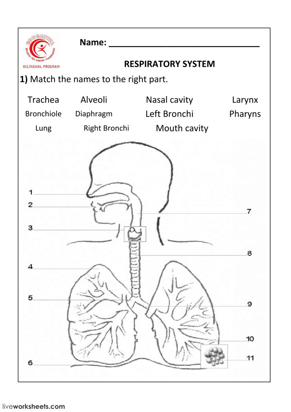 Respiratory System Worksheet Pdf Respiratory System Interactive Worksheet